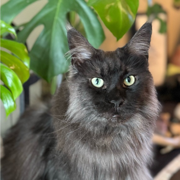 Meet your Posher, Mk - Picture 1 of 1